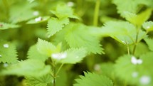 Green Nettle Leaves On A Bright Spring Day