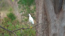 White Egret Bobbing Head on Branch Close Up