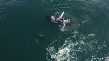Baby Whale Breaching Alongside Mother Costa Rica Ocean