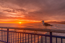 seagull on a railing 