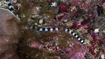 Black & White Banded Sea Snake from the Banda Sea in indonesia