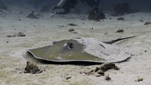 Stingray and Brown Ray in the Komodo archipelago in Indonesia
