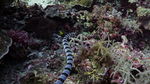 Black & White Banded Sea Snake from the Banda Sea in indonesia