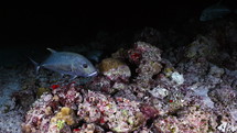 Giant Jackfish in the night in the Maldives