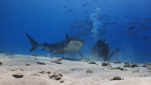 Tiger Sharks in close-up view in the Fulahmullah Island in the Maldives