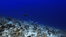 Manta Ray over the Coral Reef - Fakarava, French Polynesia