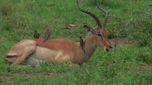 impala relaxing with Oxpecker birds in long lush grass Kruger National Park, Johannesburg,  South Africa 