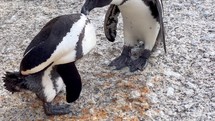 Penguins washing each other in Simon's town