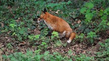 A Female Fox Sitting in a Woodland and Yawning, Ireland