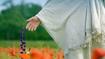 Christ touching a beautiful purple flower in a poppy field. Close Up
