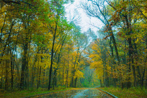 fall forest and wet rural road