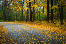 fall forest and wet rural road 