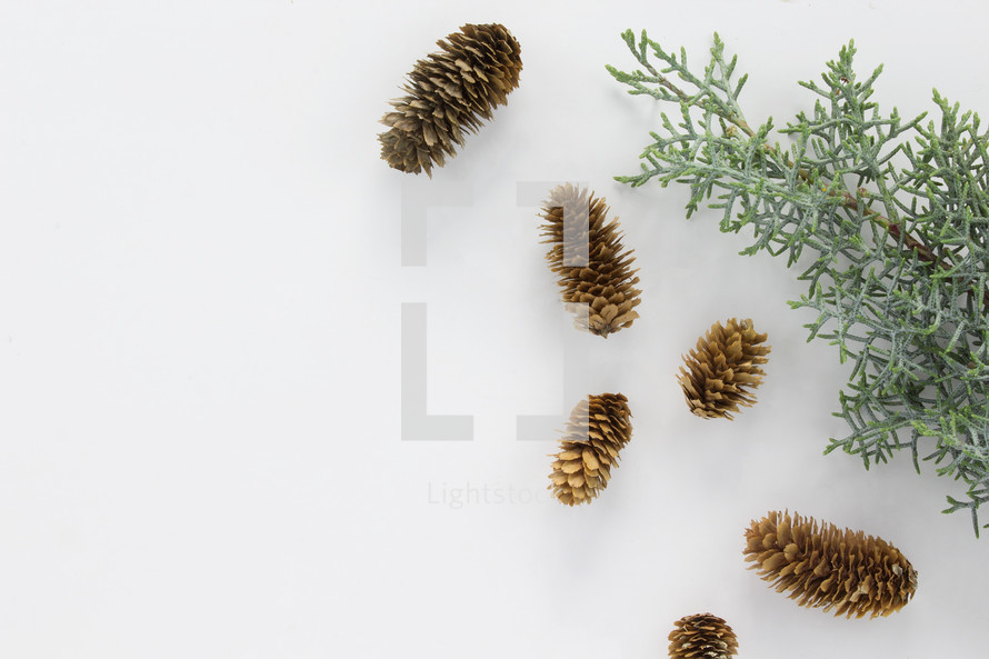 pine cones and pine boughs on white background