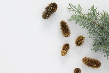pine cones and pine boughs on white background