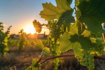 Vine on Vineyard with Sunset Evening Background
