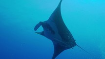 Underwater encounter with an Oceanic Ray Manta in the South of the Egyptian Red Sea