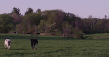 Young cows running towards herd on cattle ranch 