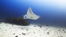 Manta Ray swimming on a Cleaning Station - Shots of the Southern Maldives