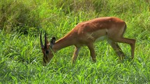 Young impala grazing in Kruger National Park Johannesburg, South Africa