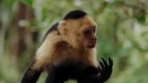 Capuchin Monkey Eating Boat Tour Costa Rica Travel