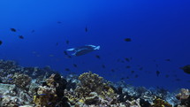 Manta Ray over the Coral Reef - Fakarava, French Polynesia