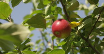 Beautiful red apple on tree in summer - slow motion