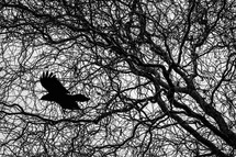 A black and white silhouette of a crow perched atop a barren tree branch against the sky. Wildlife
