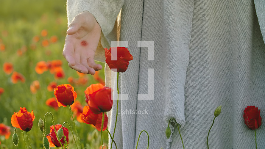 Christ touching a red beautiful poppy flower in a field at sunset.
