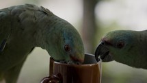 Festive Amazon Parrot Head Inside The Cup And Took Out The Tea Bag. - close up	