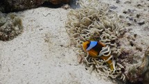 Underwater Anemone City, with fun and cute Clownfish protecting their family in the South of the Egyptian Red Sea