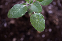 new plant in soil 