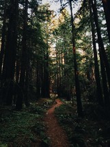path through a pine forest 