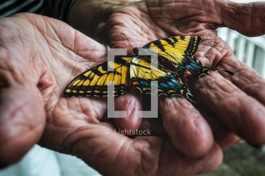 butterfly in an elderly woman's hands 