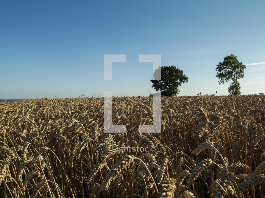 wheat field in Sweden