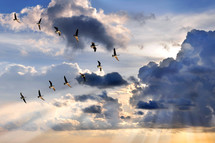 birds flying in formation through stormy clouds