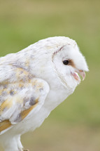 A beautiful barn owl 