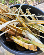 Sugar cane manufacturing process in Costa Rica.