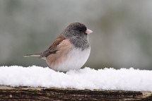 song bird perched in snow 