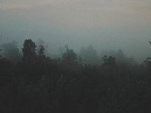 foggy forest 