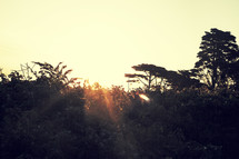 sunrise over a forest canopy 