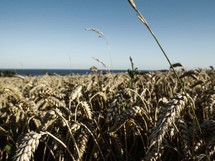 wheat grains in Sweden 