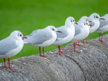 A Row of Black-Headed Gulls Standing on a Wall on Green Background
