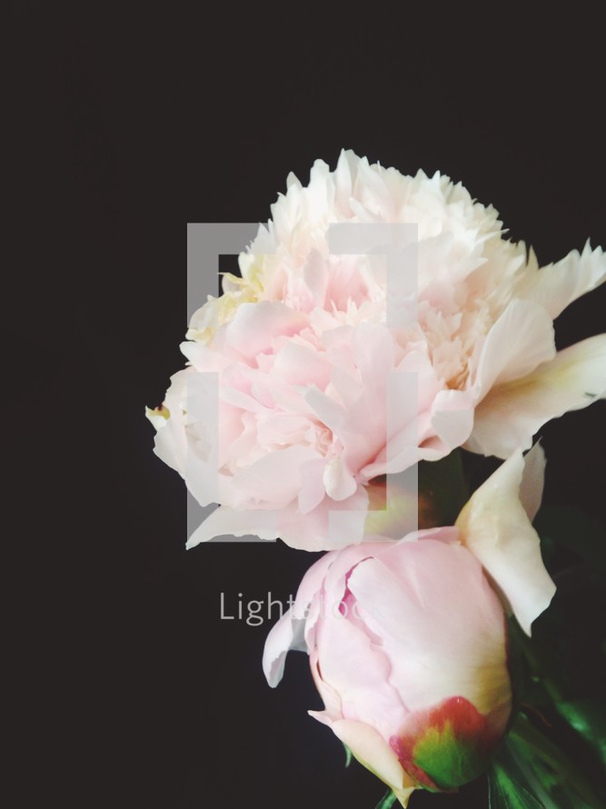 light pink flowers 