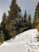 pine trees and snow 