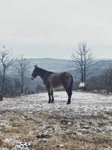a mule on a snowy hilltop 