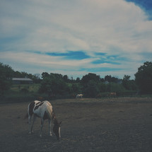 horse grazing on a farm 