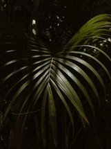 shadows on a palm leaf 