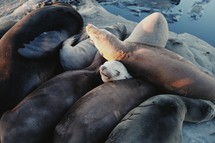 sleepy sea lions 