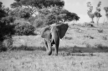 elephant in the savanna 