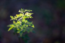 Green plant illuminated in spot of sunlight